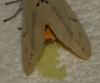 Spilosoma lutea